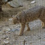 FITS_220 (May 04, 2019)